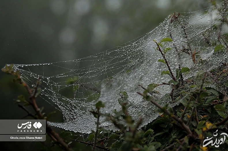 (تصاویر) همنشینی قطرات شبنم با تارهای عنکبوت